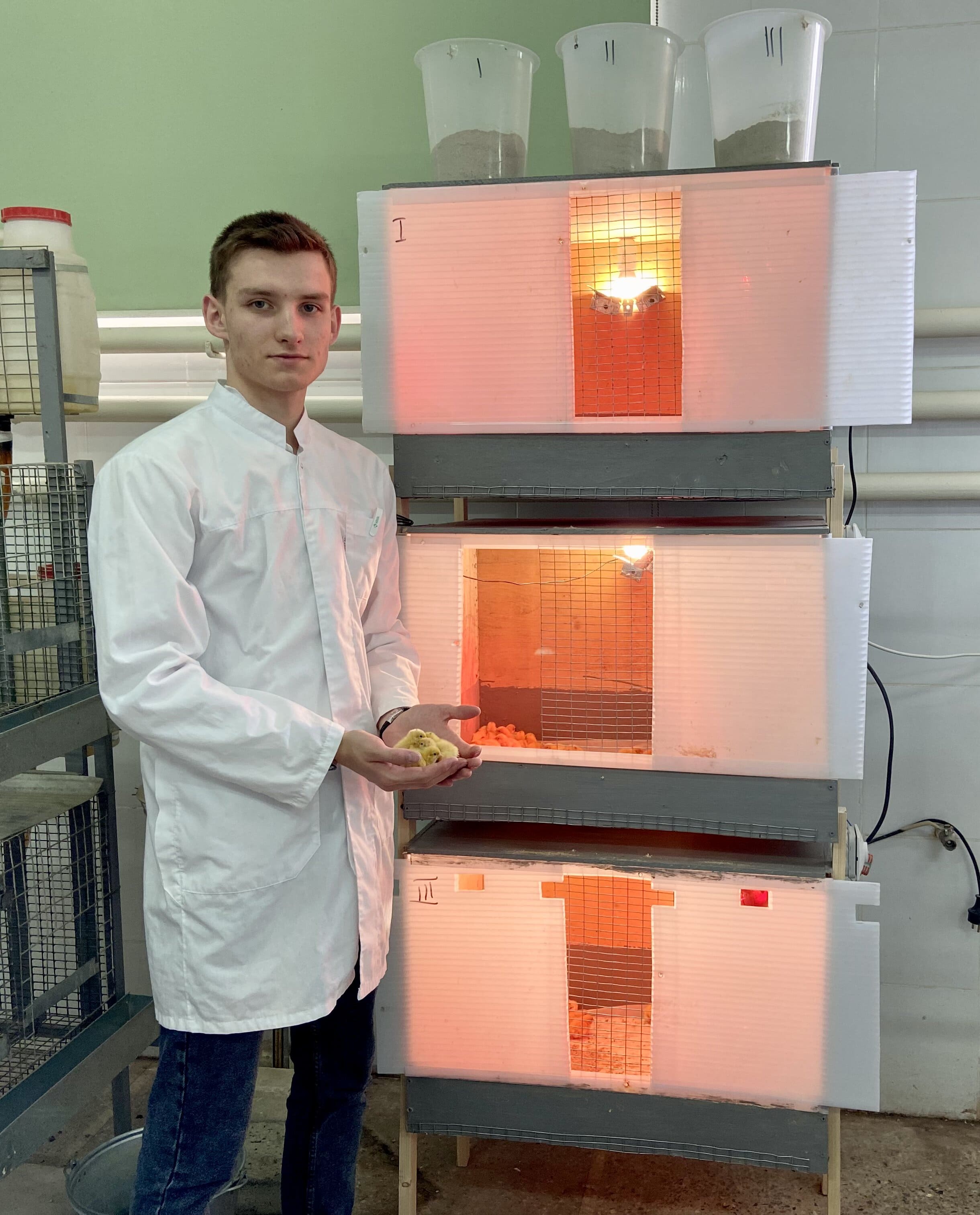 Ученые Ставропольского ГАУ смогли оптимизировать процесс инкубации перепелиных яиц