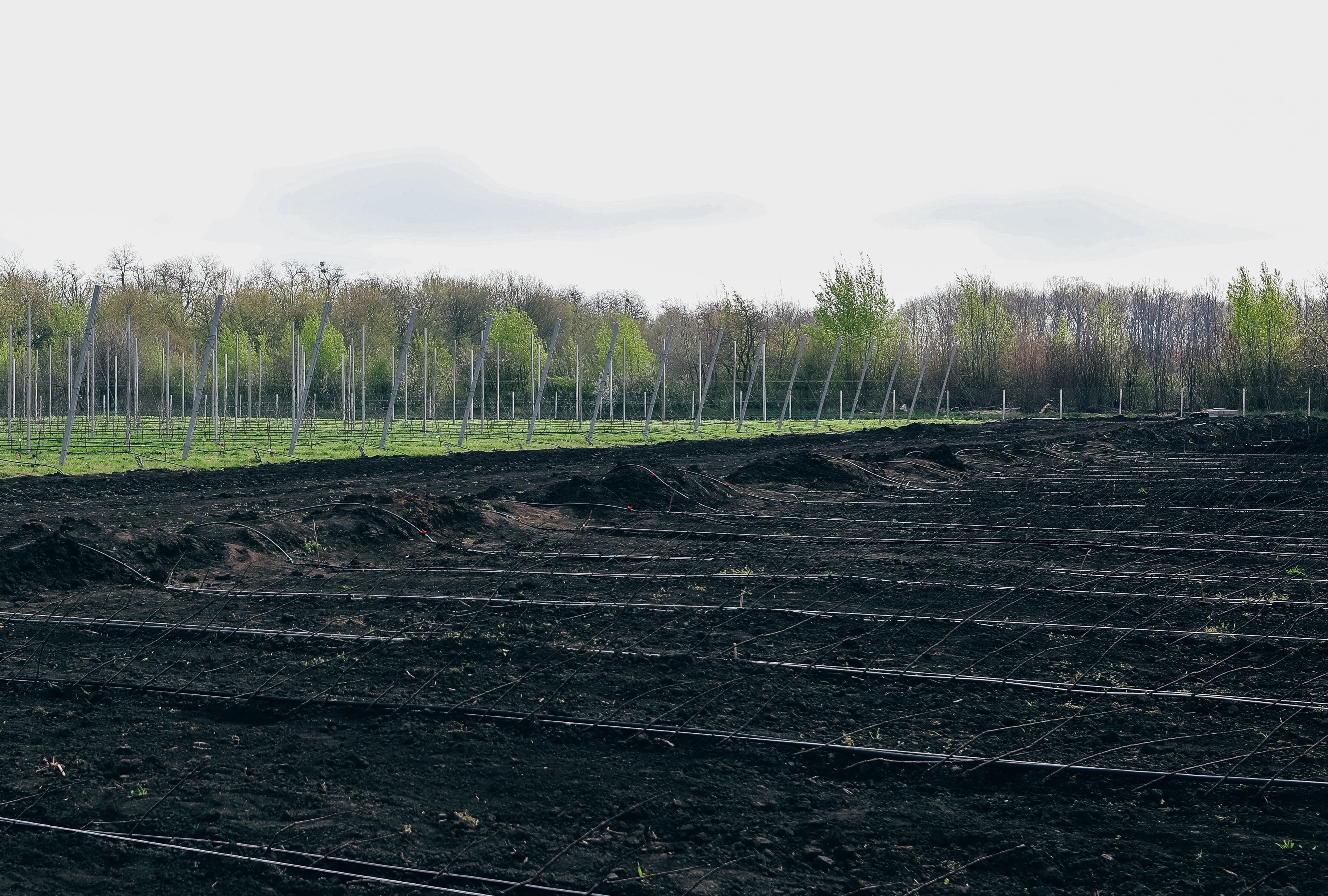 В Ставропольском ГАУ начнут выращивать безвирусные саженцы для суперинтенсивных яблоневых садов