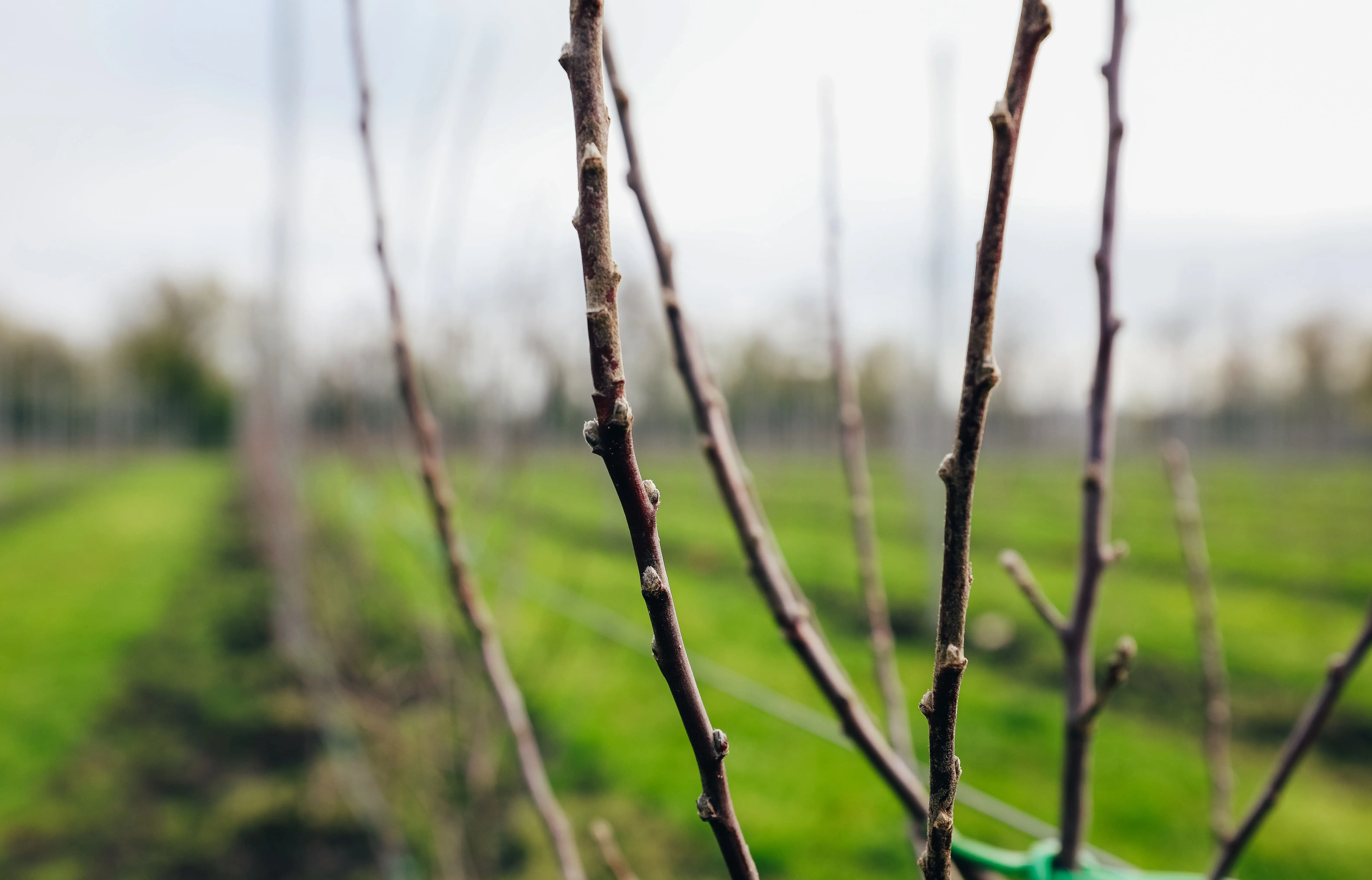 В Ставропольском ГАУ начнут выращивать безвирусные саженцы для суперинтенсивных яблоневых садов