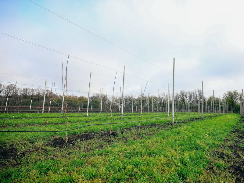 В Ставропольском ГАУ начнут выращивать безвирусные саженцы для суперинтенсивных яблоневых садов