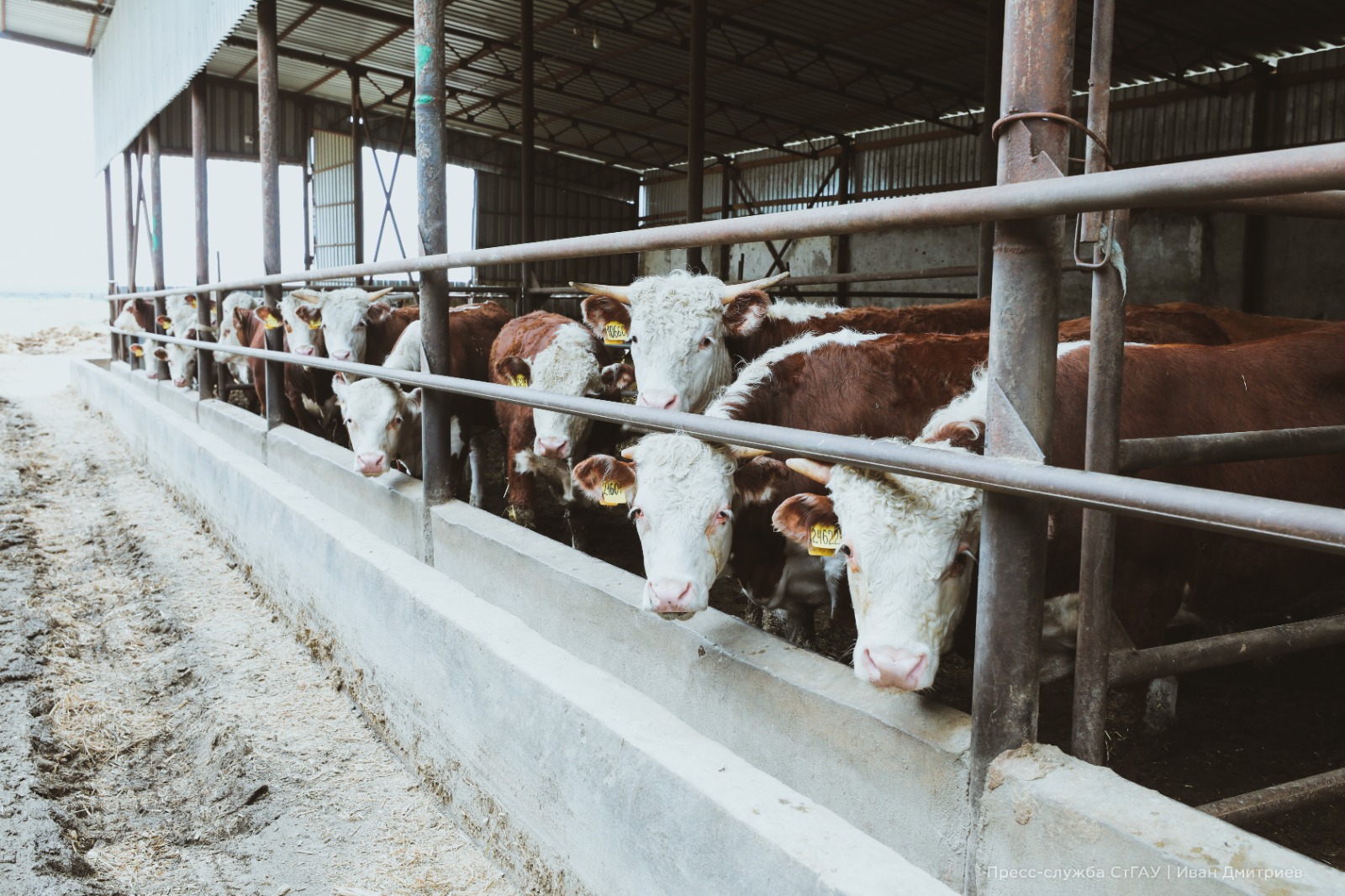 В Ставропольском ГАУ стартовал образовательный модуль по сельскому хозяйству для магистрантов МГИМО МИД России