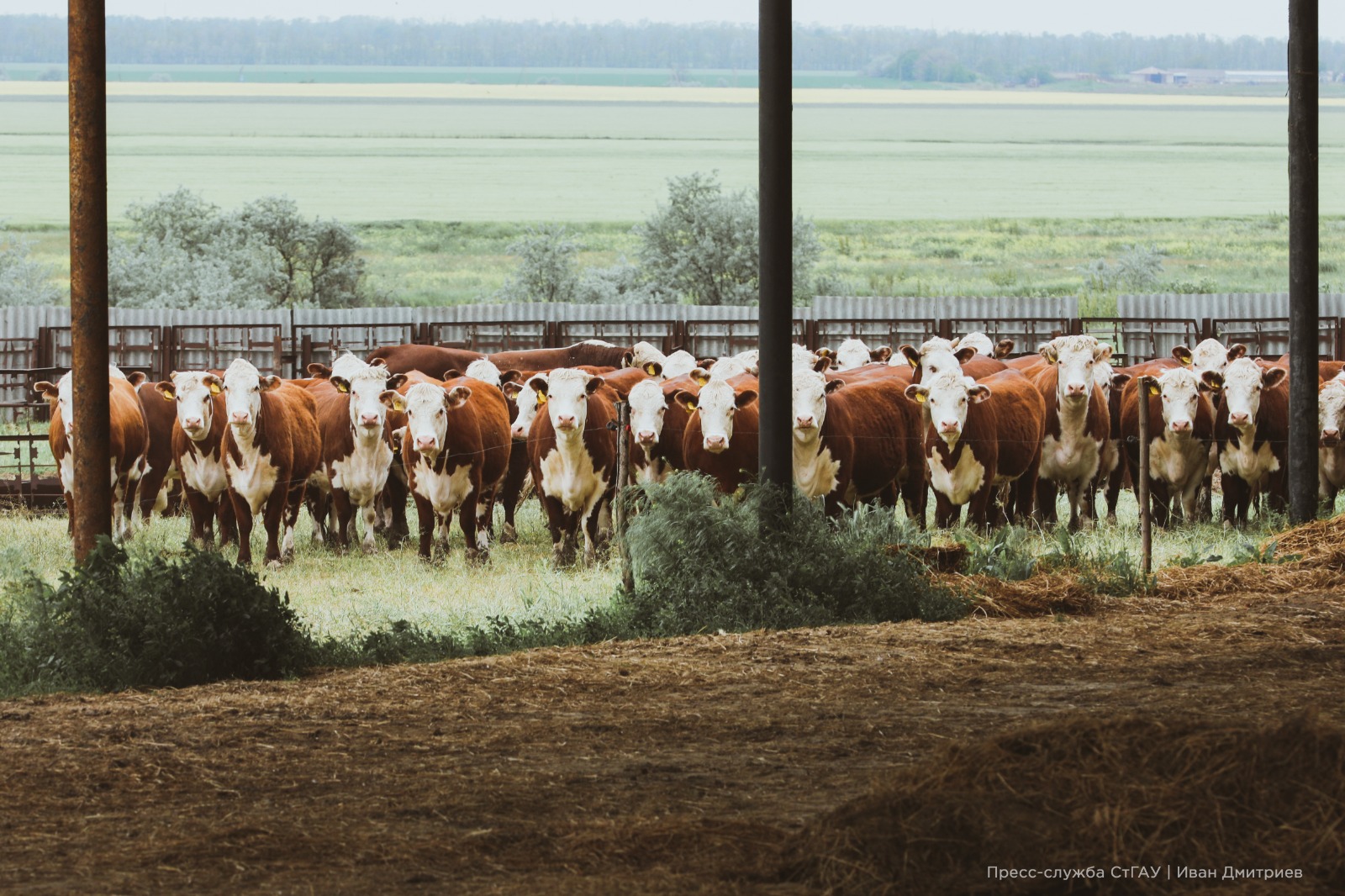 В Ставропольском ГАУ стартовал образовательный модуль по сельскому хозяйству для магистрантов МГИМО МИД России