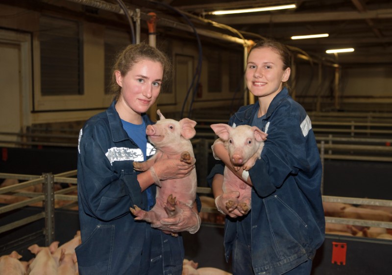 Ветеринарный фельдшер