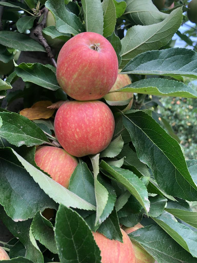 Доцент СтГАУ выступил на региональном Дне сада