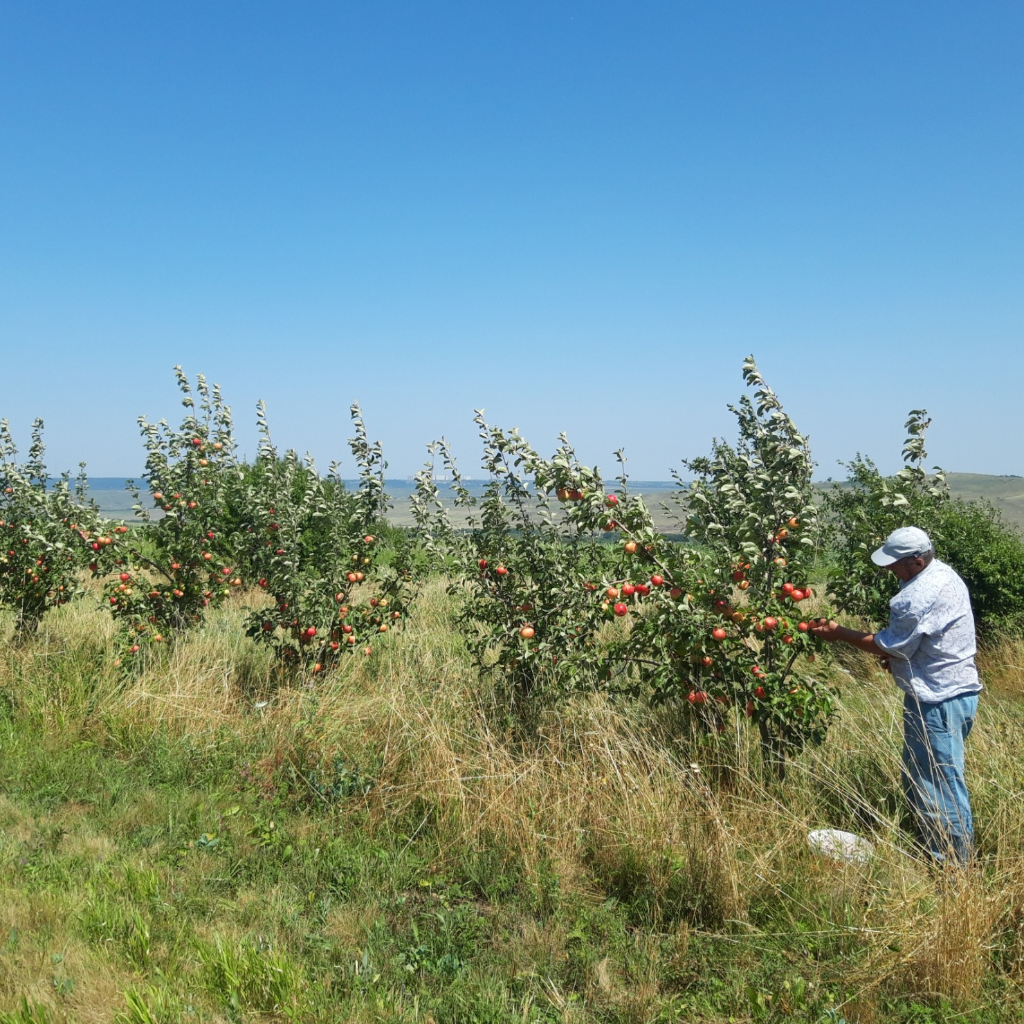 СтГАУ и Северо-Кавказский ФНАЦ начнут совместные исследования по биологизации в садоводстве