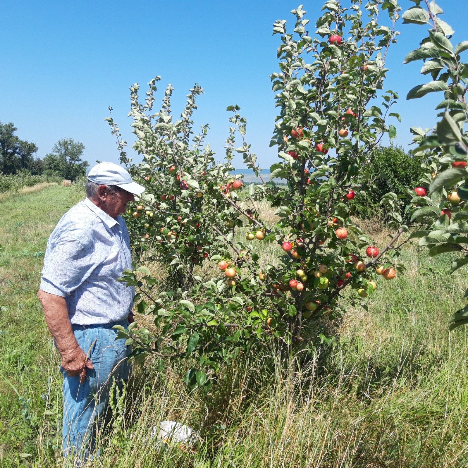 СтГАУ и Северо-Кавказский ФНАЦ начнут совместные исследования по биологизации в садоводстве