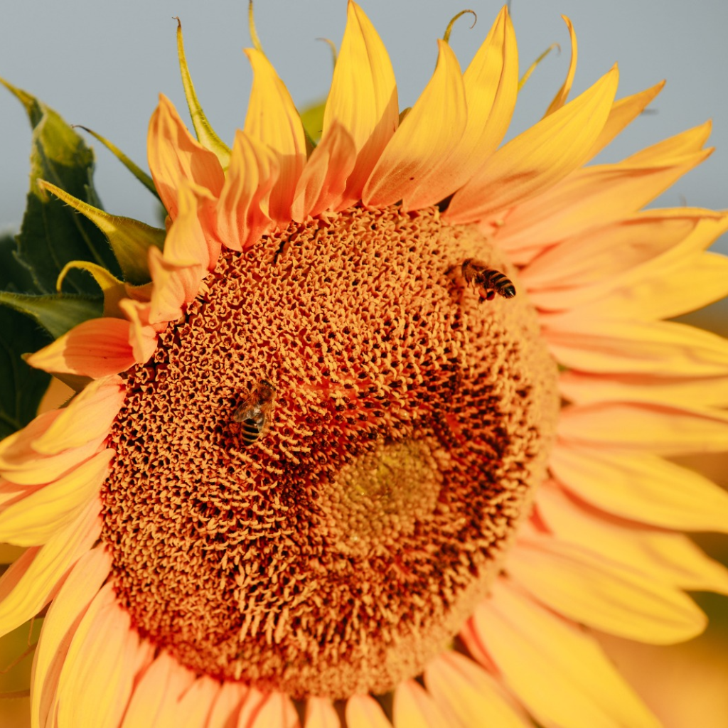 Ученые СтГАУ создадут центр искусственного оплодотворения пчел