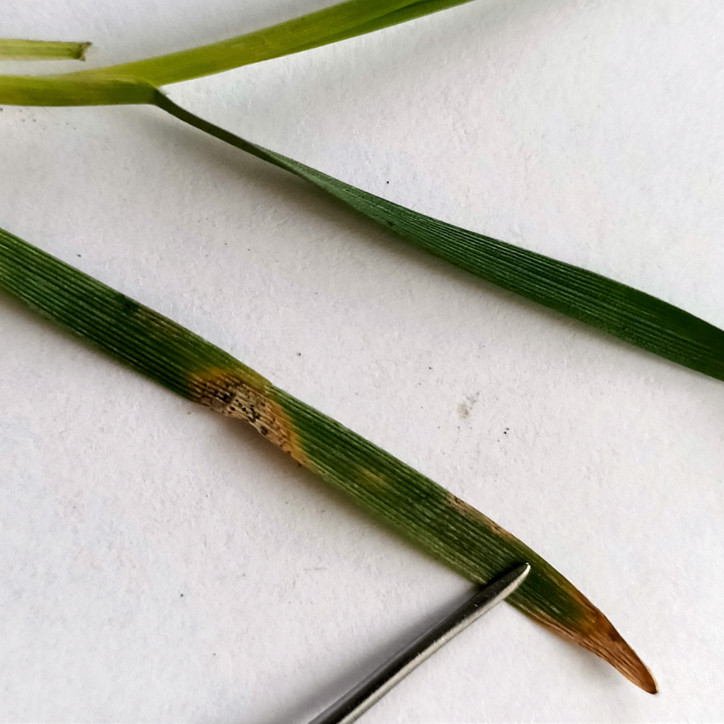 Ученые СтГАУ нашли новый способ борьбы со септориозом