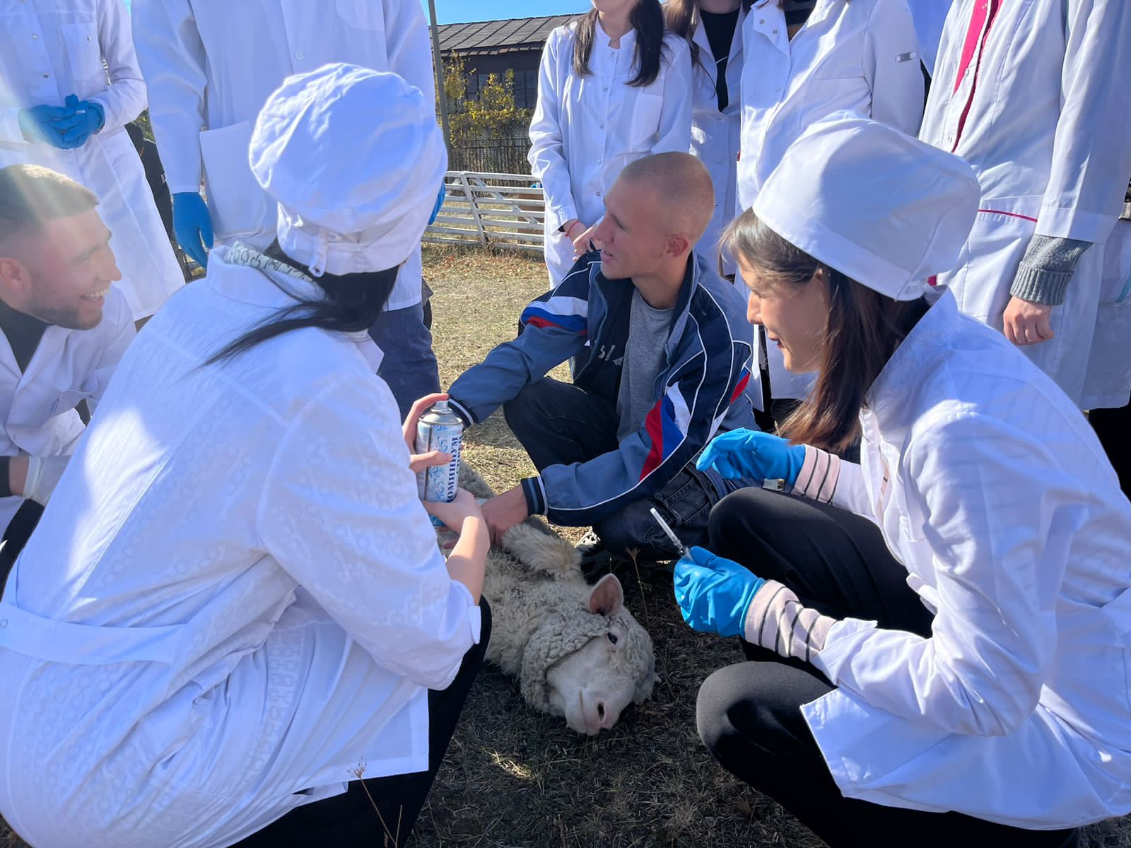 В СтГАУ прошла противопаразитарная обработка животных