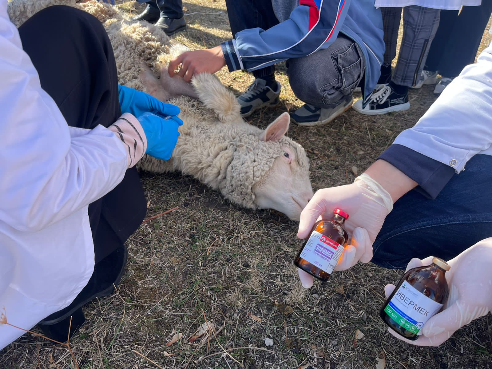 В СтГАУ прошла противопаразитарная обработка животных