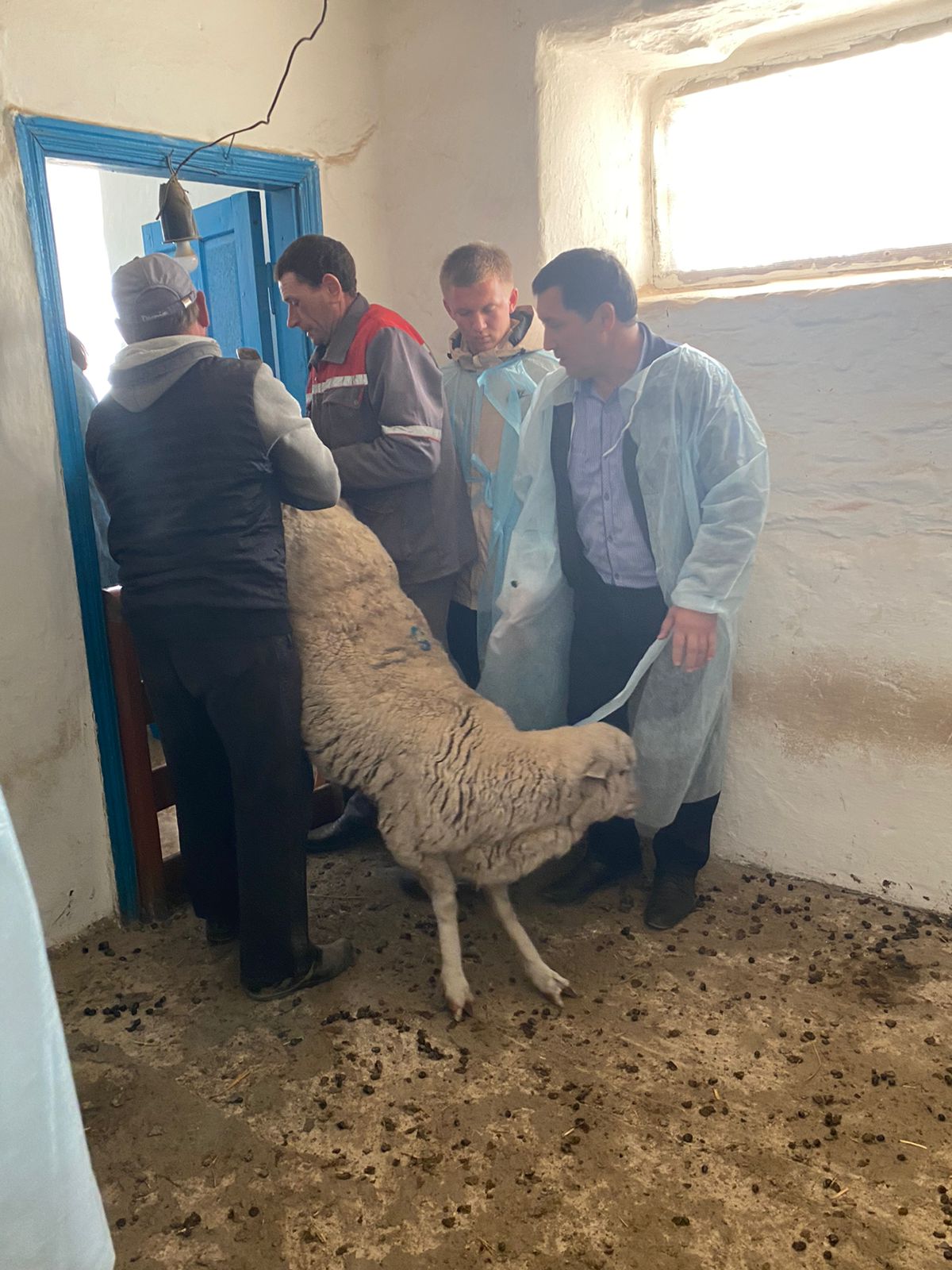 Студенты СтГАУ освоили технологию искусственного оплодотворения овец