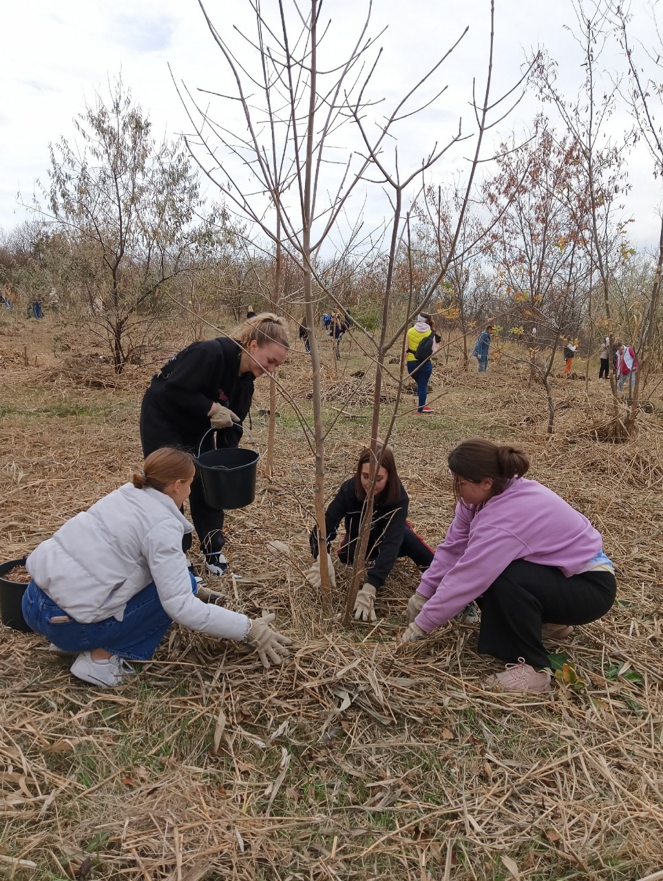 Студенты СтГАУ высадили деревья в урочище «Мутнянка»