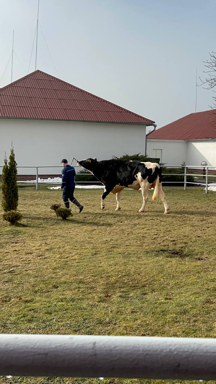 Владимир Ситников посетил племенное хозяйство в Минске