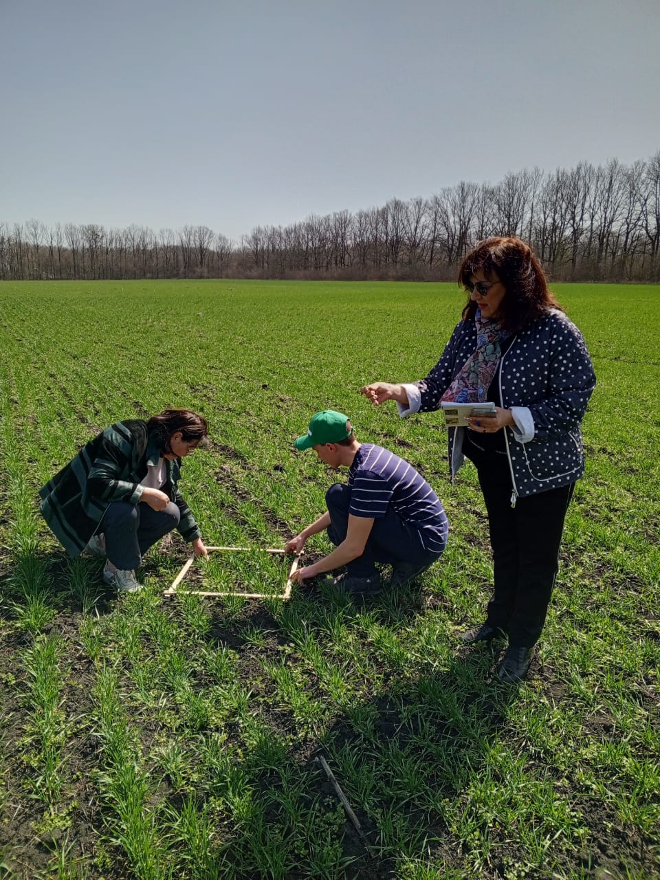 Ученые СтГАУ изучают новые сорта озимой пшеницы селекции «Щёлково Агрохим»