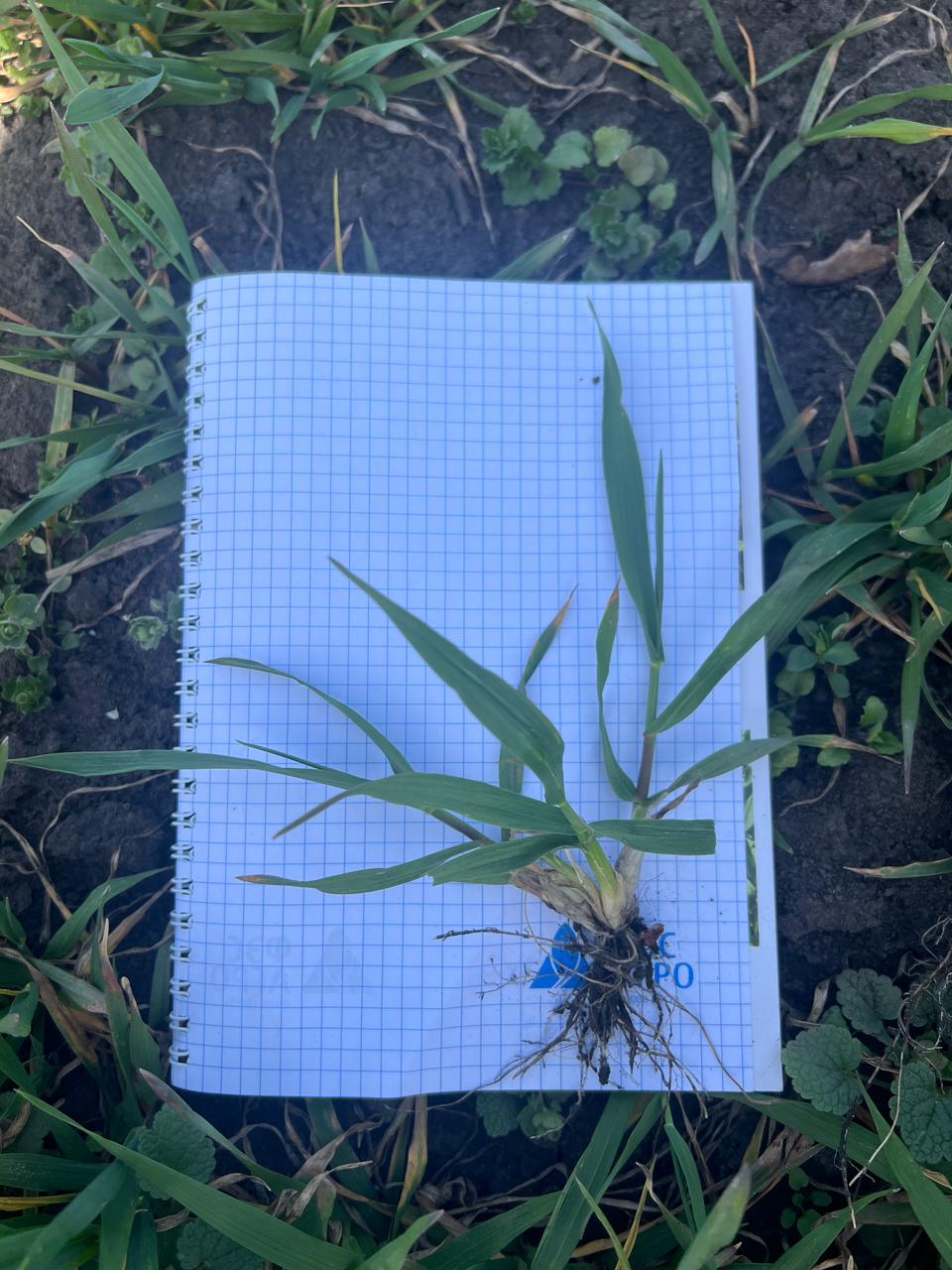 Ученые СтГАУ изучают новые сорта озимой пшеницы селекции «Щёлково Агрохим»