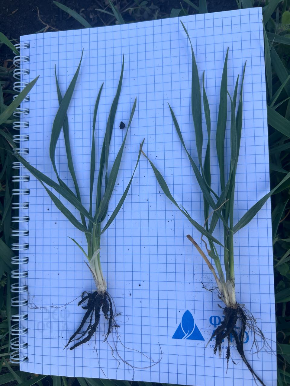 Ученые СтГАУ изучают новые сорта озимой пшеницы селекции «Щёлково Агрохим»