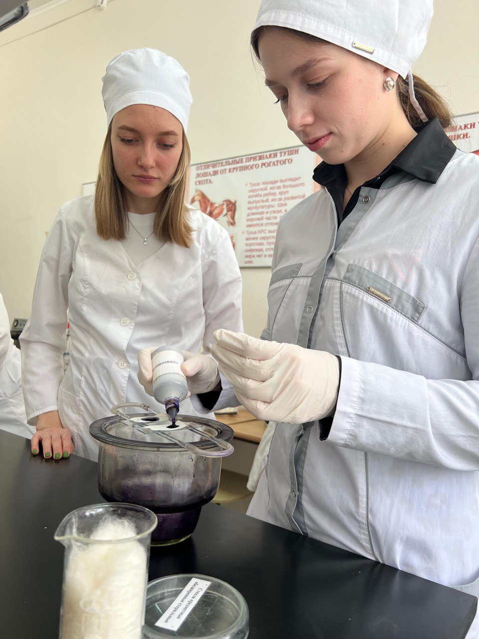 В СтГАУ прошло лабораторное занятие по распознаванию мяса больных и здоровых животных