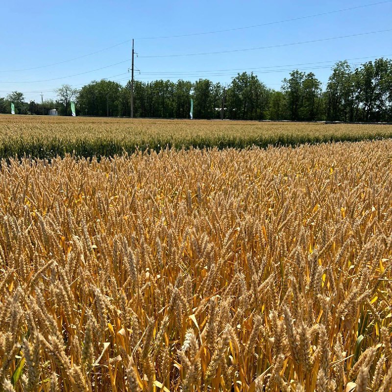 Ученые СтГАУ посетили международный «День поля»