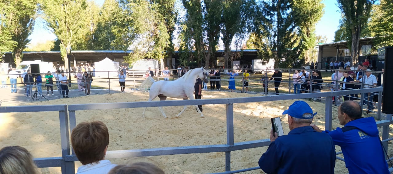 Ученые СтГАУ провели интерактивные занятия на выставке сельскохозяйственных животных