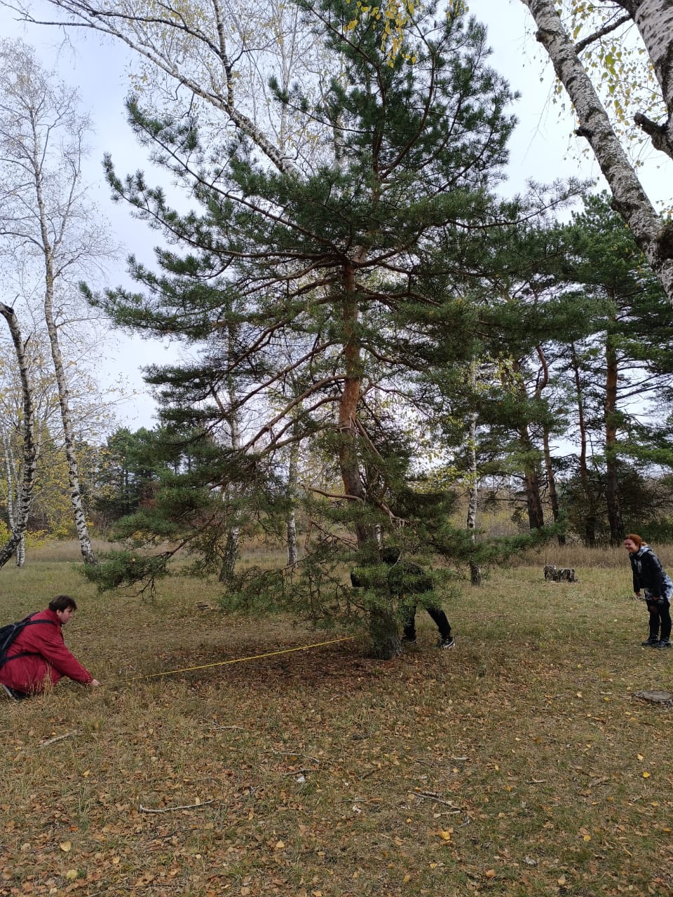 StGAU students conducted a study of Stavropol forests
