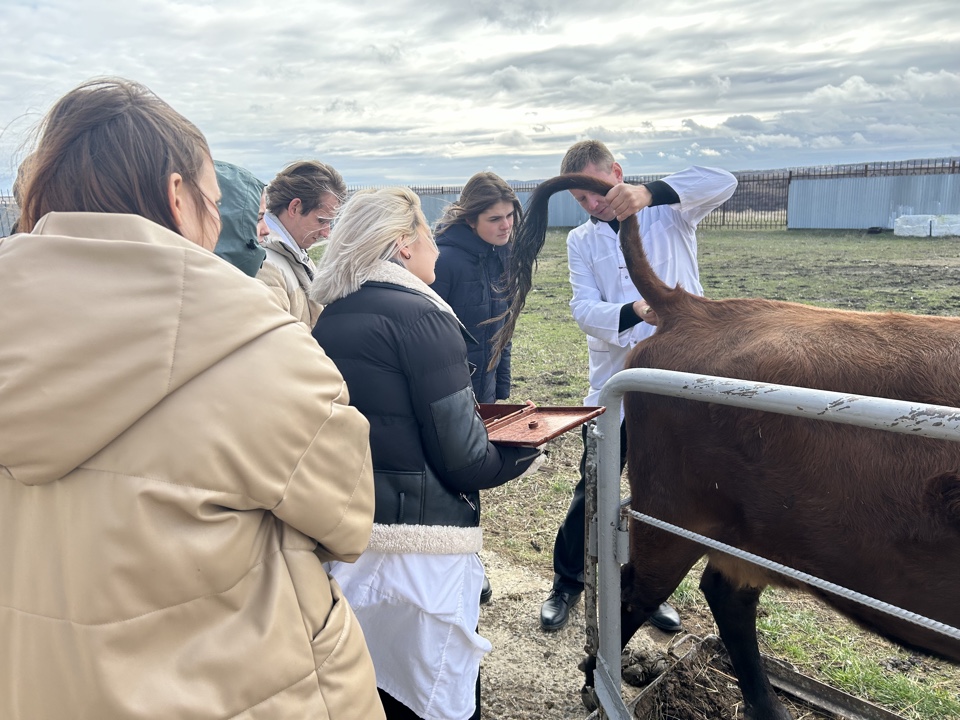 Студенты СтГАУ провели туберклинизацию животных в виварии университета