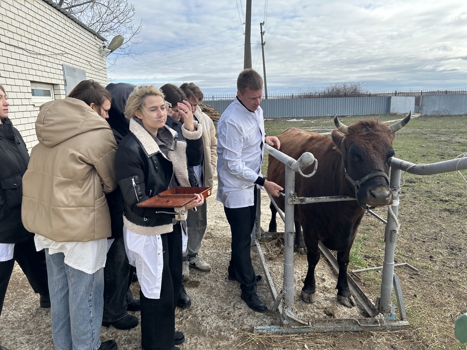 Студенты СтГАУ провели туберклинизацию животных в виварии университета