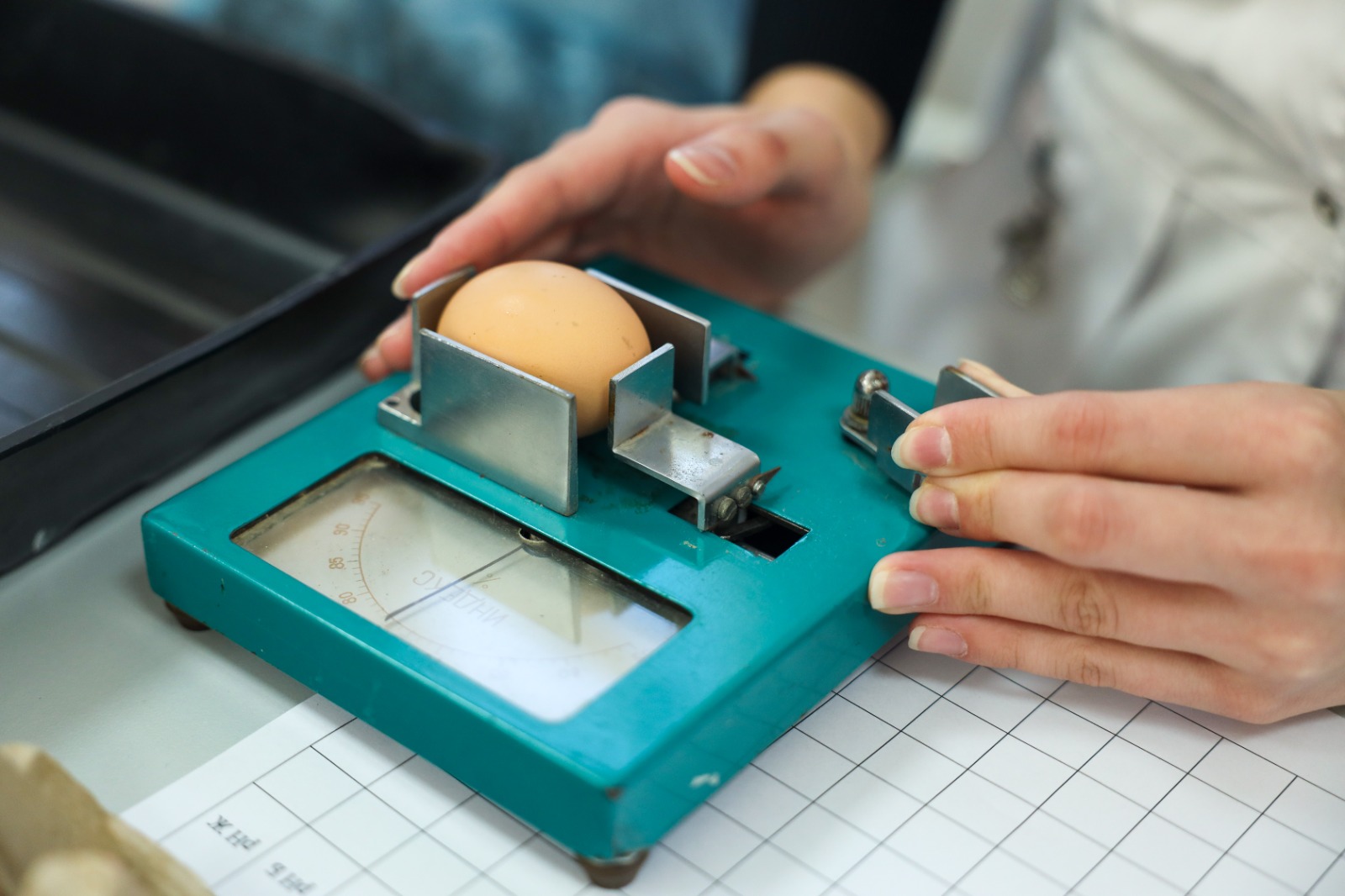 Студенты СтГАУ освоили оценку морфологических показателей яиц сельскохозяйственной птицы