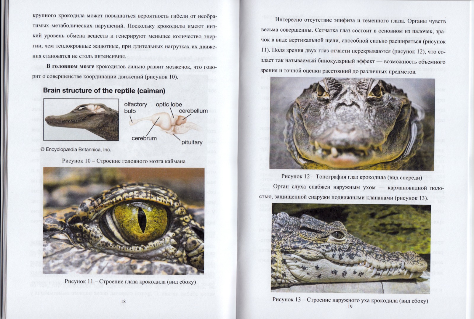 Ученые СтГАУ опубликовали пособие по биологии и морфологии крокодилов