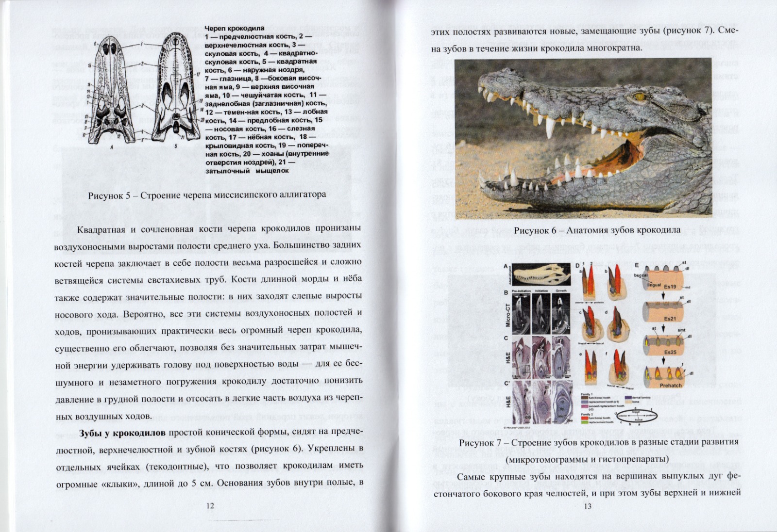 Ученые СтГАУ опубликовали пособие по биологии и морфологии крокодилов