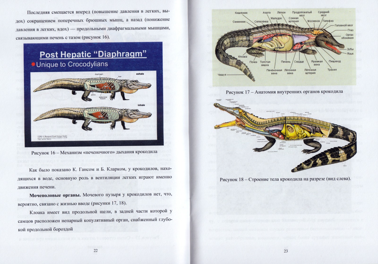 Ученые СтГАУ опубликовали пособие по биологии и морфологии крокодилов