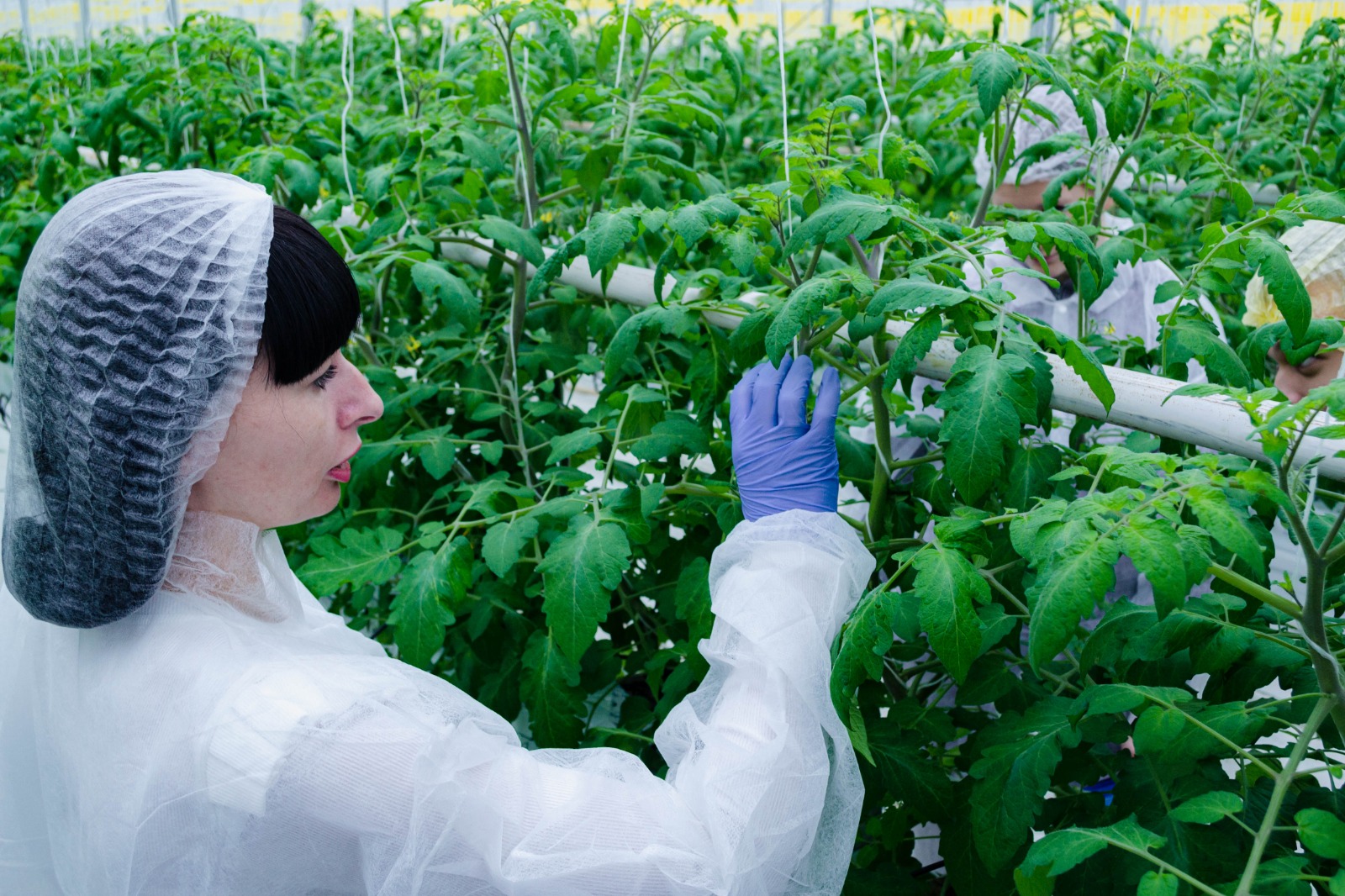 Студенты СтГАУ изучили современные технологии ухода за растениями на базе холдинга "ЭКО-культура"