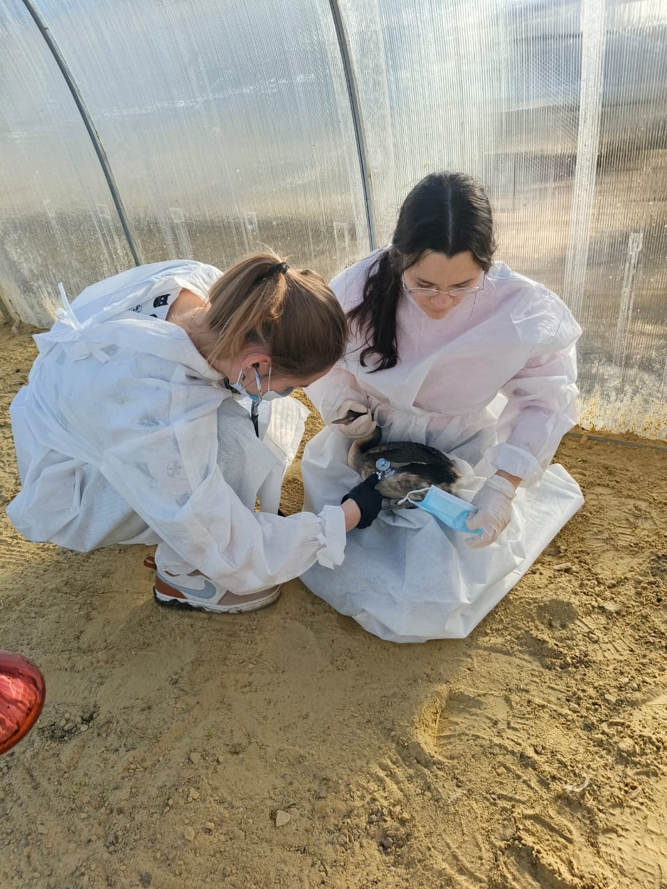 Студенты СтГАУ ухаживают за птицами, пострадавшими от экологической катастрофы в Керченском проливе