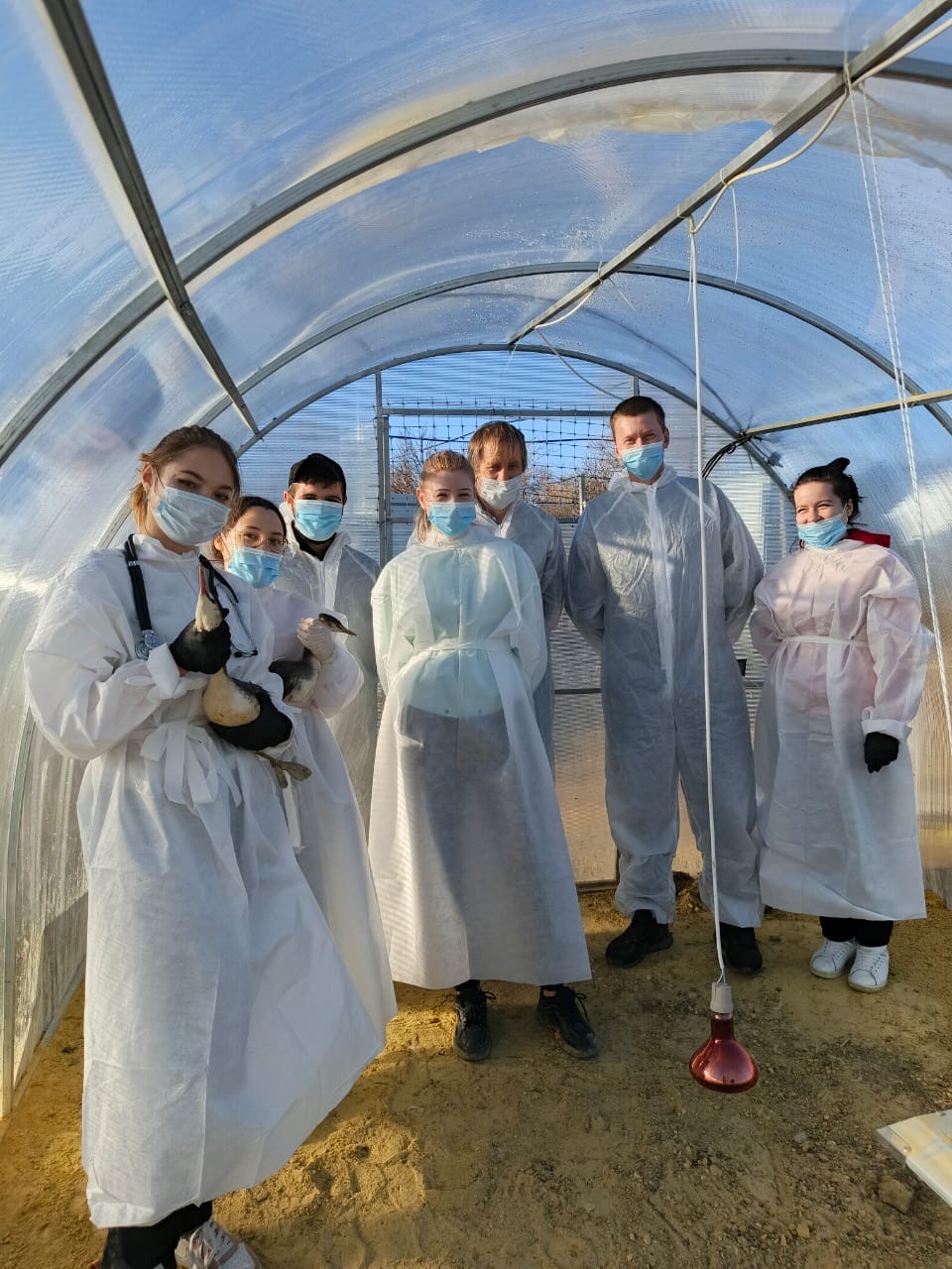 Студенты СтГАУ ухаживают за птицами, пострадавшими от экологической катастрофы в Керченском проливе