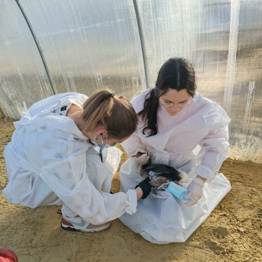 Студенты СтГАУ ухаживают за птицами, пострадавшими от экологической катастрофы в Керченском проливе