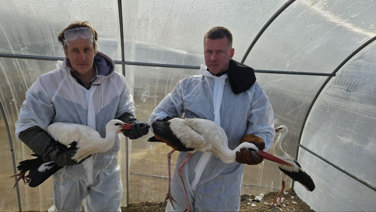 Студенты СтГАУ ухаживают за птицами, пострадавшими от экологической катастрофы в Керченском проливе