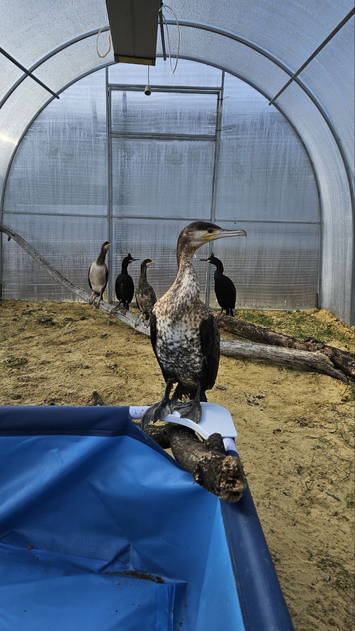 Студенты СтГАУ ухаживают за птицами, пострадавшими от экологической катастрофы в Керченском проливе
