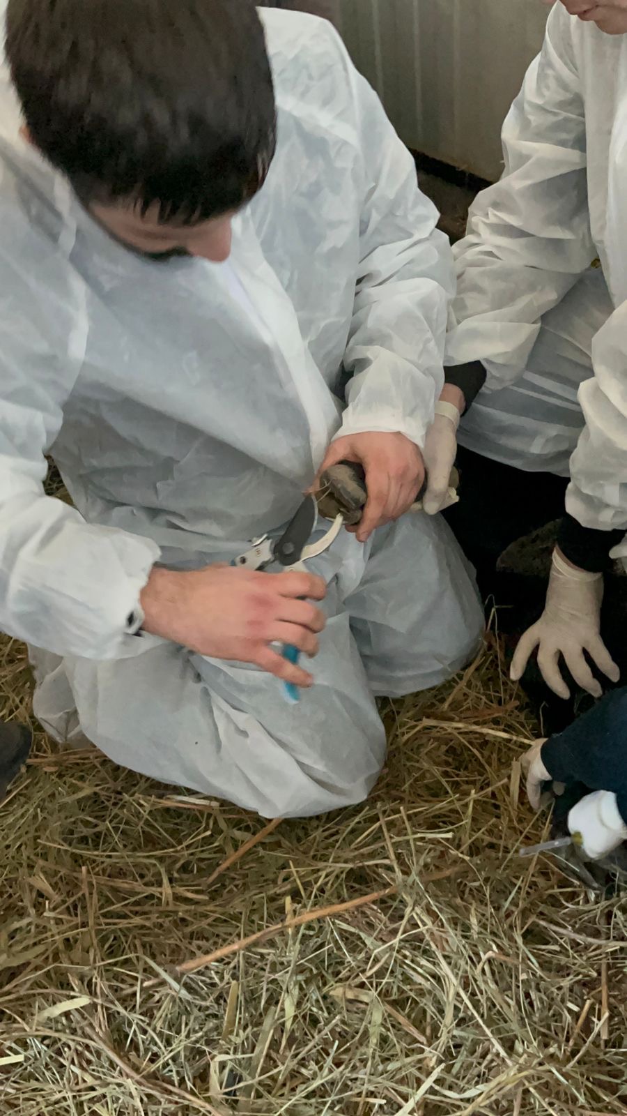 Студенты СтГАУ ухаживают за птицами, пострадавшими от экологической катастрофы в Керченском проливе