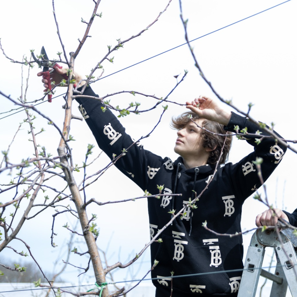 Студенты СтГАУ освоили техники весенней обрезки в интенсивном саду