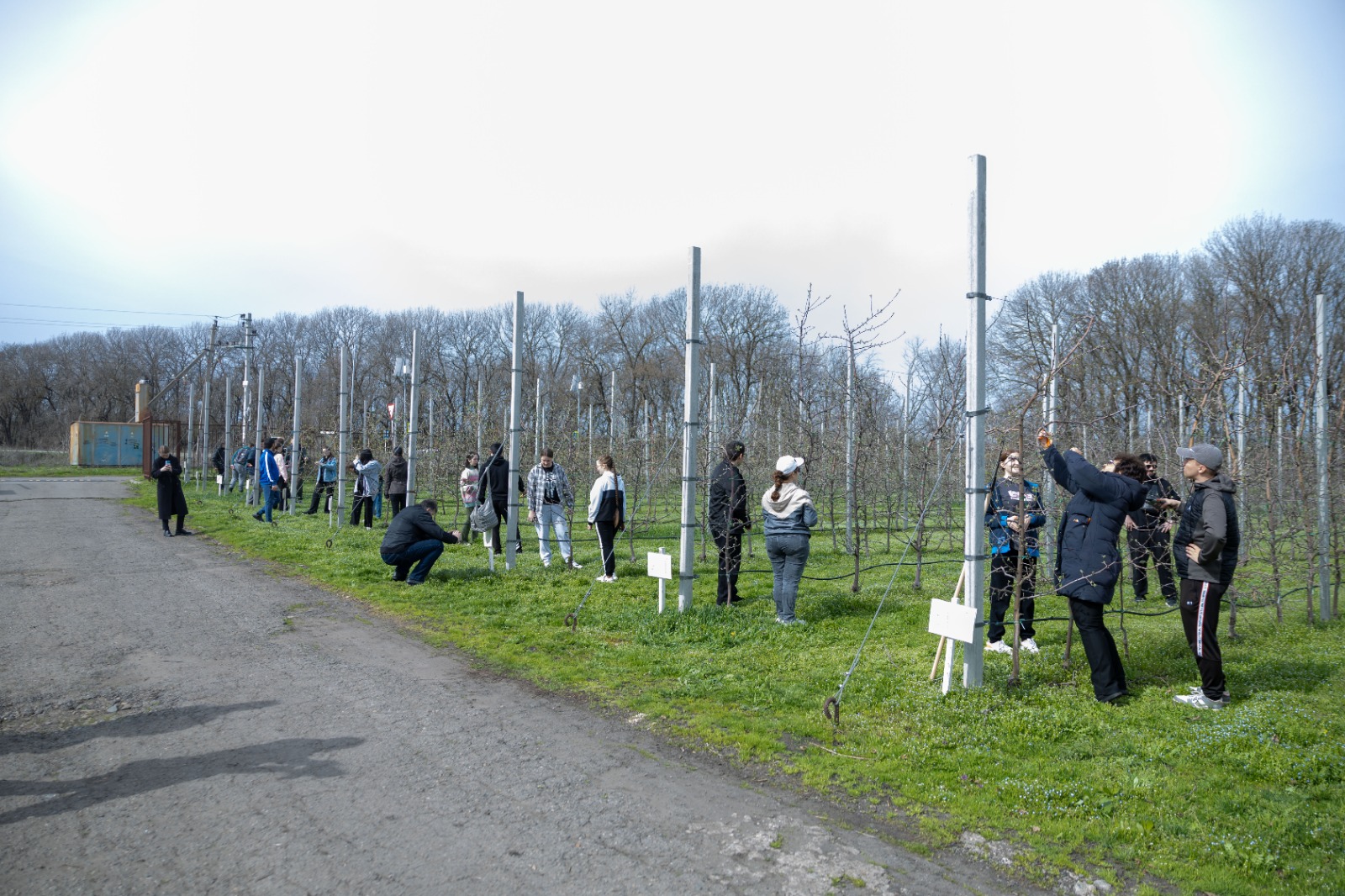 Студенты СтГАУ освоили техники весенней обрезки в интенсивном саду