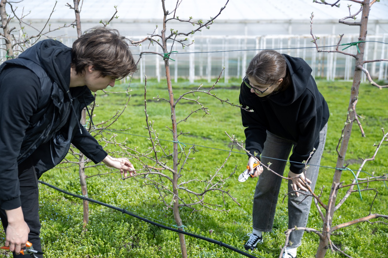 Студенты СтГАУ освоили техники весенней обрезки в интенсивном саду