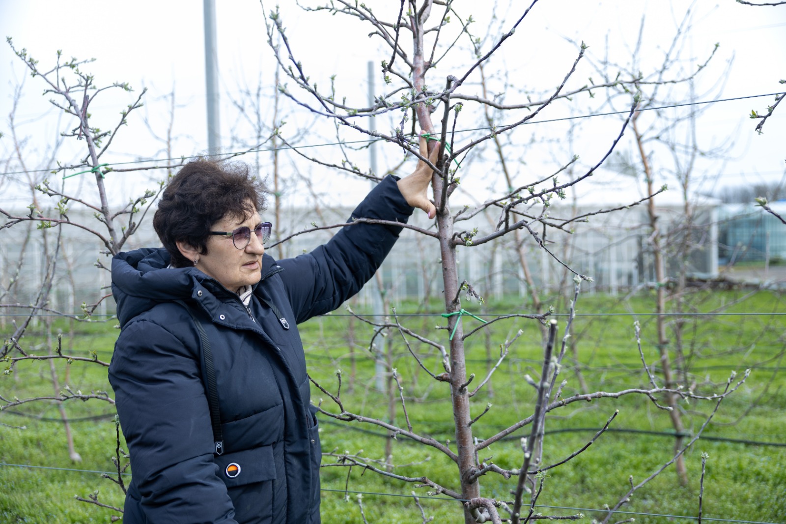 Студенты СтГАУ освоили техники весенней обрезки в интенсивном саду