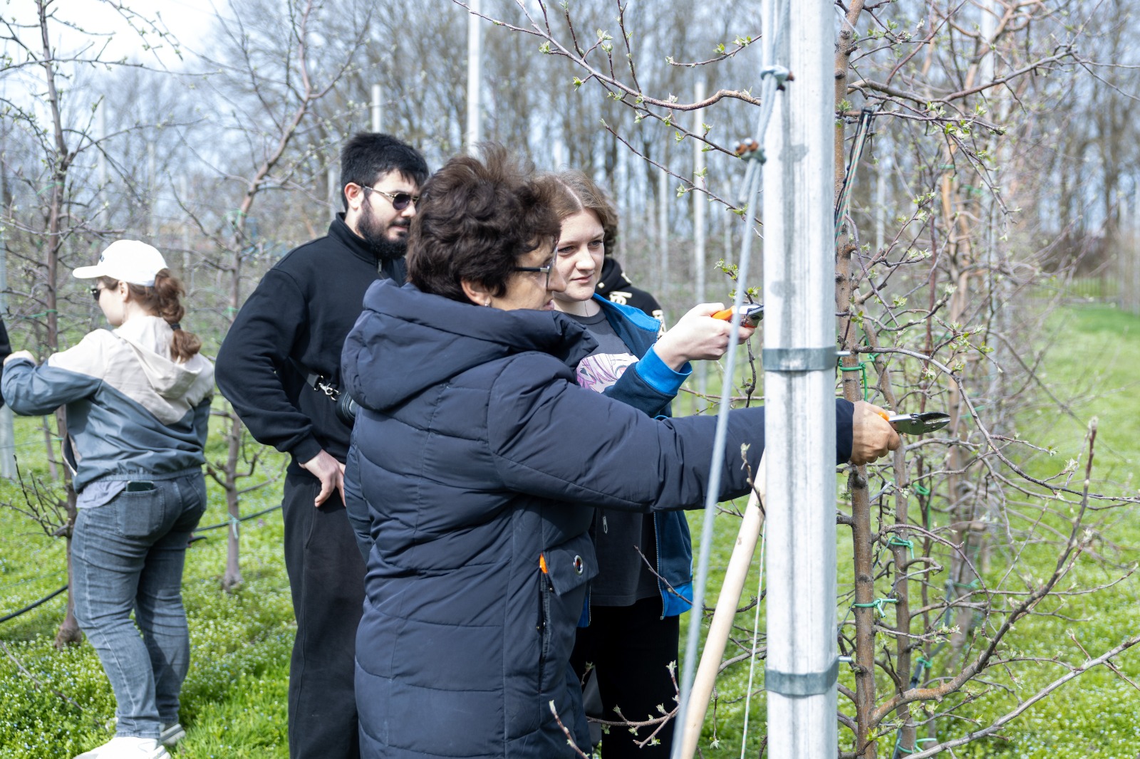 Студенты СтГАУ освоили техники весенней обрезки в интенсивном саду
