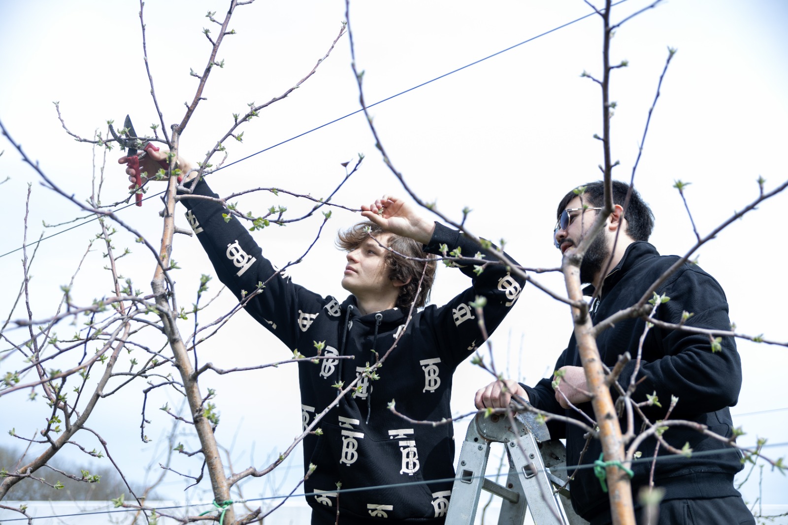 Студенты СтГАУ освоили техники весенней обрезки в интенсивном саду