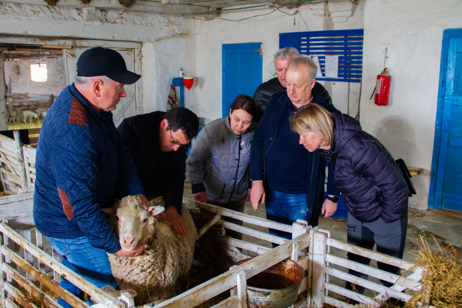 Студенты СтГАУ изучили особенности разведения овец породы джалгинский меринос