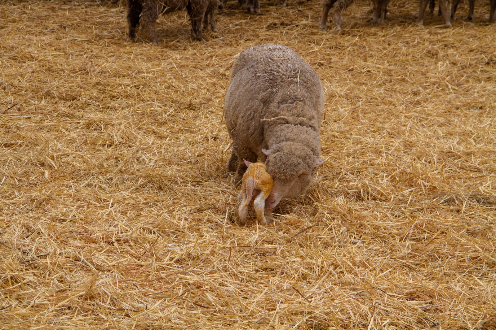 Студенты СтГАУ изучили особенности разведения овец породы джалгинский меринос