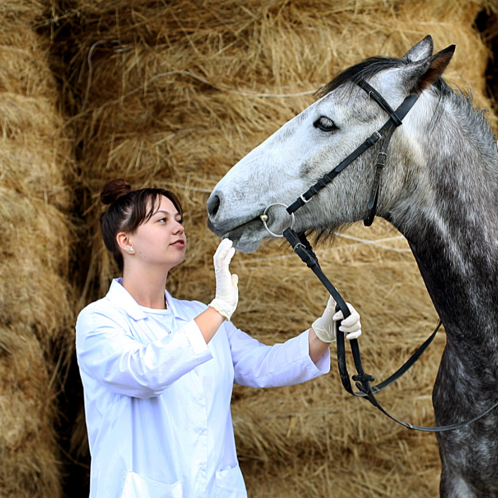 В СтГАУ стартовал первый набор на программу «Болезни продуктивных животных и лошадей»
