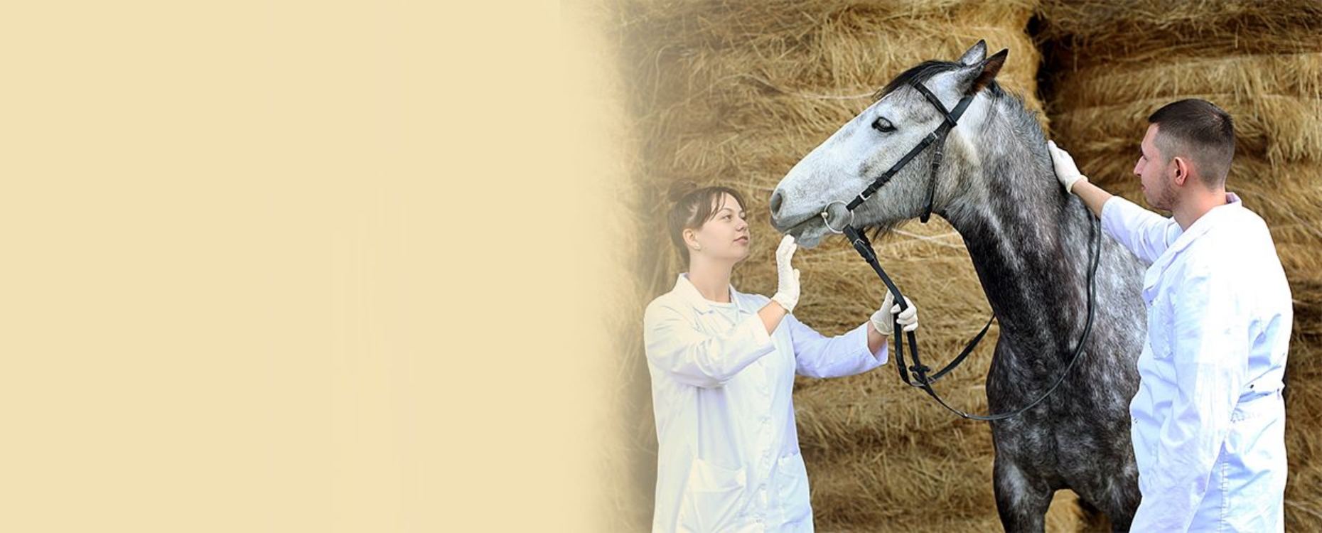 Новая образовательная программа «Болезни продуктивных животных и лошадей» null