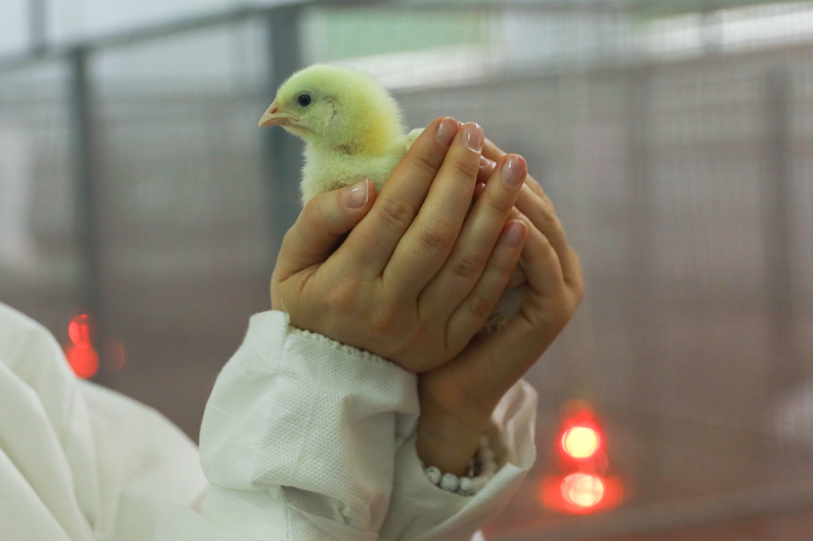 Ученые СтГАУ бросили вызов импортным бройлерам: отечественные цыплята успешно проходят адаптацию