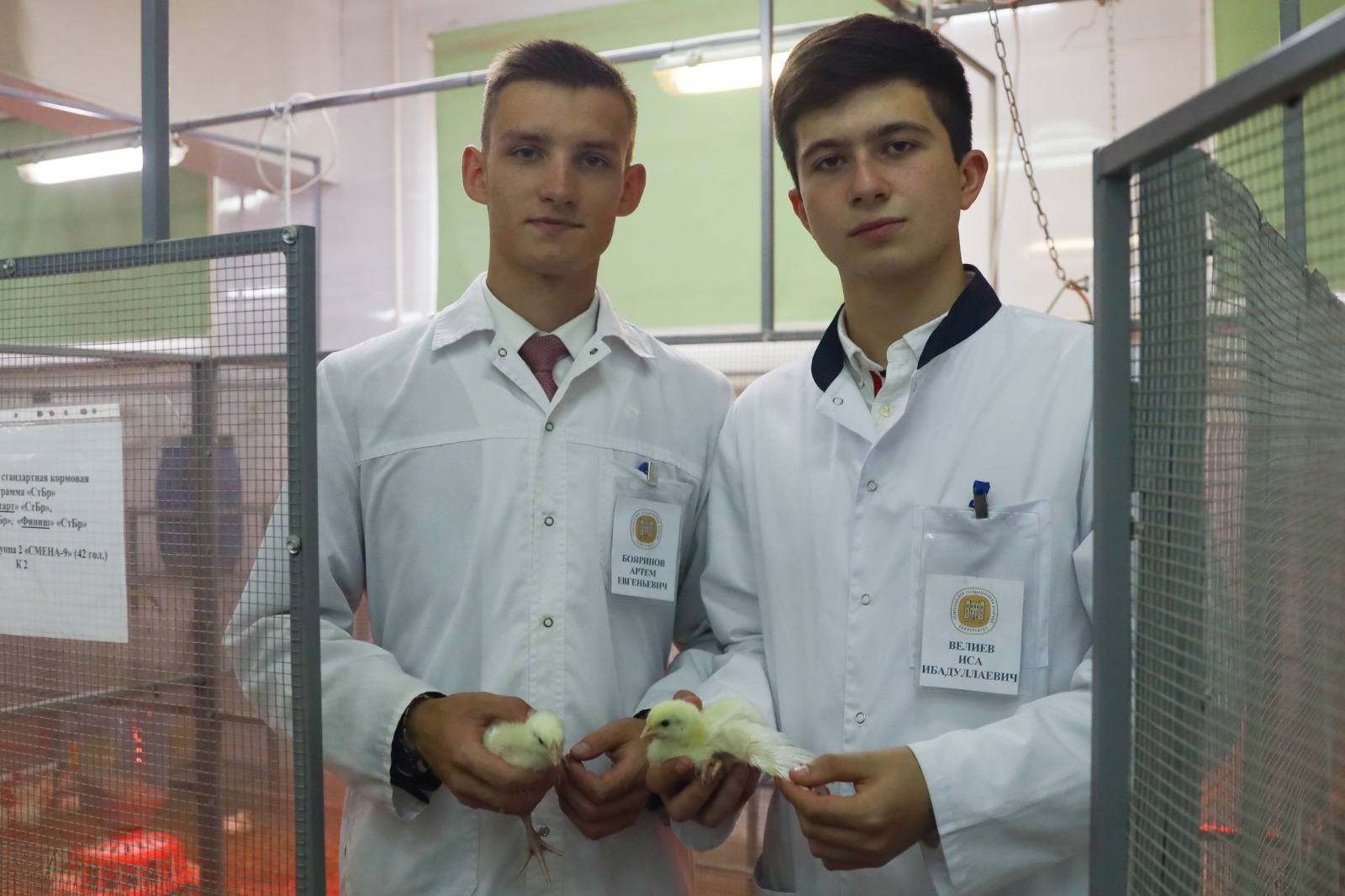 Ученые СтГАУ бросили вызов импортным бройлерам: отечественные цыплята успешно проходят адаптацию