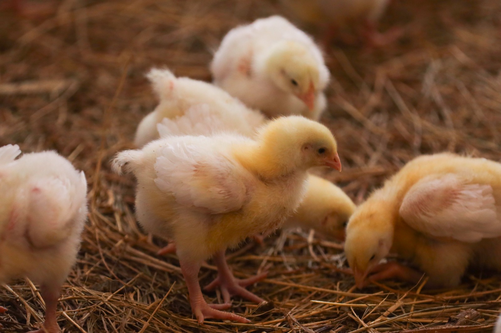 Ученые СтГАУ бросили вызов импортным бройлерам: отечественные цыплята успешно проходят адаптацию